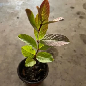 Pink Guava Tree Live Plant – Psidium guajava – 8-10 Inches Tall – 4 Inch Pot – Outdoor - Image 3