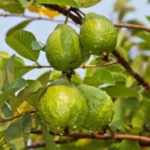 Pink Guava Tree Live Plant – Psidium guajava – 8-10 Inches Tall – 4 Inch Pot – Outdoor - Image 4