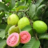 Pink Guava Tree Live Plant – Psidium guajava – 8 to 10 Inches Tall – 4 Inch Pot – Outdoor - Image 1