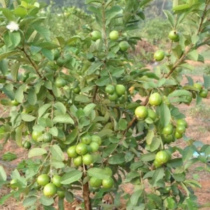 Pink Guava Tree Live Plant – Psidium guajava – 8 to 10 Inches Tall – 4 Inch Pot – Outdoor - Image 6