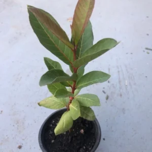 Pink Guava Tree Live Plant – Psidium guajava – 8 to 10 Inches Tall – 4 Inch Pot – Outdoor - Image 7