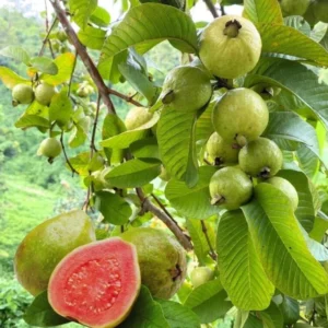 Pink Guava Tree Live Plant – Psidium guajava – 8 to 10 Inches Tall – 4 Inch Pot – Outdoor - Image 8