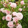 Pink New Dawn Rose – Climbing Rose Live Plant – 4-7 Inches Tall – Outdoor - Image 1