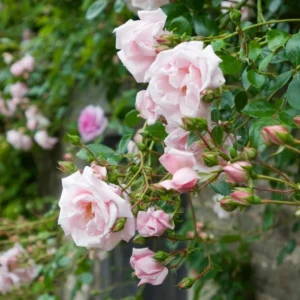 Pink New Dawn Rose – Climbing Rose Live Plant – 4-7 Inches Tall – Outdoor - Image 2