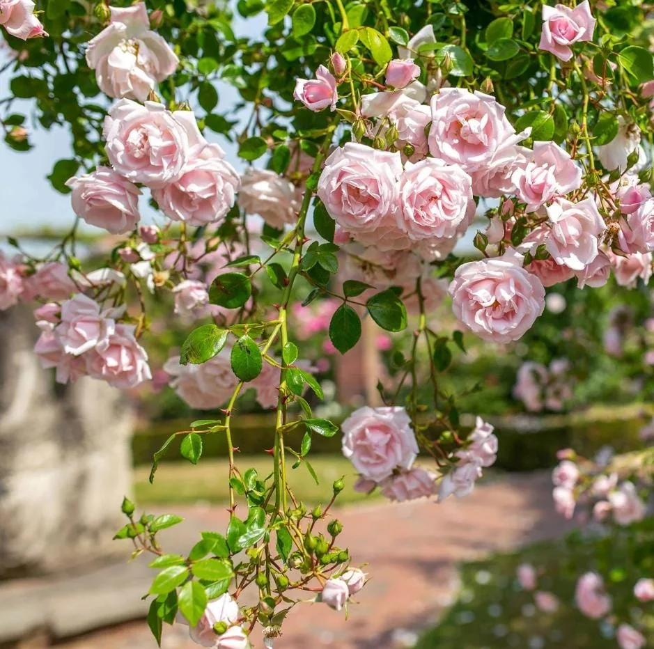 Pink New Dawn Rose – Climbing Rose Live Plant – 4-7 Inches Tall – Outdoor - Image 3