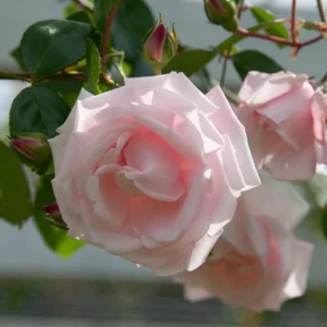 Pink New Dawn Rose – Climbing Rose Live Plant – 4-7 Inches Tall – Outdoor - Image 4