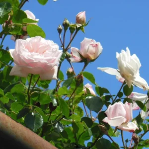 Pink New Dawn Rose – Climbing Rose Live Plant – 4-7 Inches Tall – Outdoor - Image 5