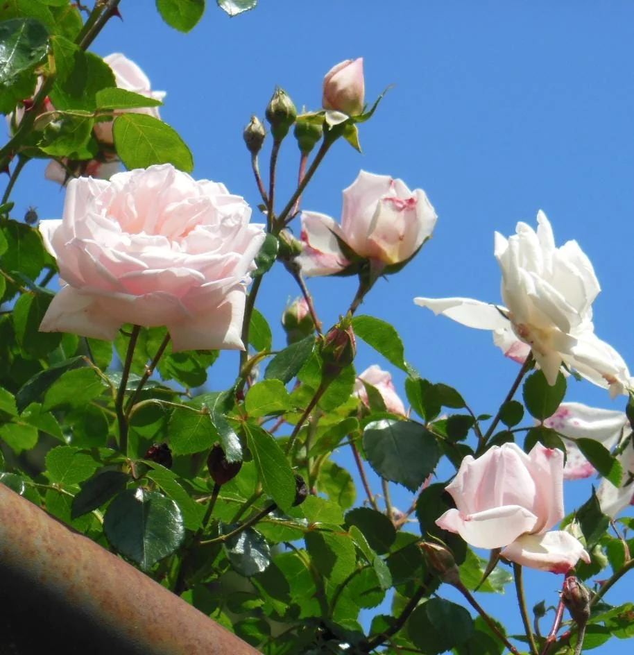 Pink New Dawn Rose – Climbing Rose Live Plant – 4-7 Inches Tall – Outdoor - Image 5