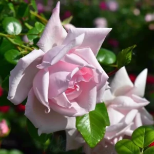 Pink New Dawn Rose – Climbing Rose Live Plant – 4-7 Inches Tall – Outdoor - Image 7