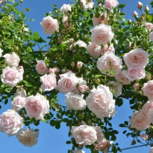 Pink New Dawn Rose – Climbing Rose Live Plant – 4-7 Inches Tall – Outdoor - Image 8