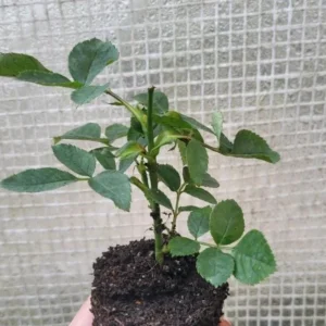 Pink New Dawn Rose – Climbing Rose Live Plant – 4-7 Inches Tall – Outdoor - Image 9