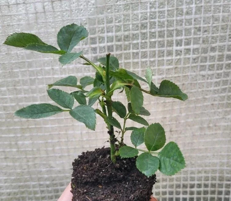 Pink New Dawn Rose – Climbing Rose Live Plant – 4-7 Inches Tall – Outdoor - Image 9