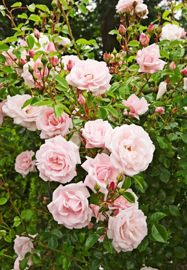 Pink New Dawn Rose – Climbing Rose Live Plant – 4-7 Inches Tall – Outdoor - Image 1