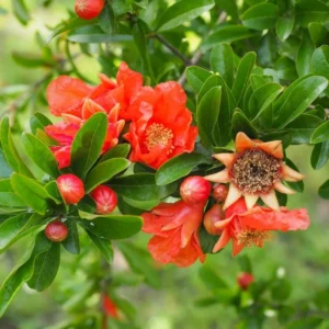 Potted Wonderful Pomegranate Tree – Live plant – Size 5-8 inches tall – Outdoor - Image 10