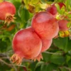 Potted Wonderful Pomegranate Tree – Live plant – Size 5-8 inches tall – Outdoor - Image 1