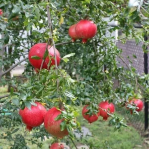 Potted Wonderful Pomegranate Tree – Live plant – Size 5-8 inches tall – Outdoor - Image 3