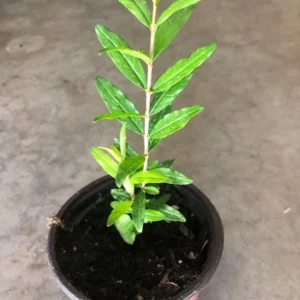 Potted Wonderful Pomegranate Tree – Live plant – Size 5-8 inches tall – Outdoor - Image 6
