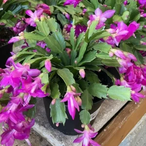 Purple Christmas Cactus Live Plant – Holiday Cactus – 4