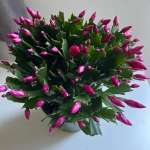 Purple Christmas Cactus Live Plant – Holiday Cactus – 4