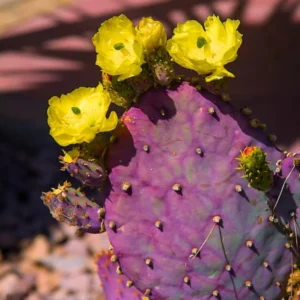 Purple Prickly Pear Cactus Live Plant - 6-8" Tall - 4" Pot - Opuntia sp. - Hardy Ornamental & Edible Cactus for Garden and Containers - Image 2
