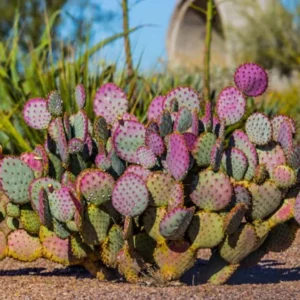Purple Prickly Pear Cactus Live Plant - 6-8" Tall - 4" Pot - Opuntia sp. - Hardy Ornamental & Edible Cactus for Garden and Containers - Image 6