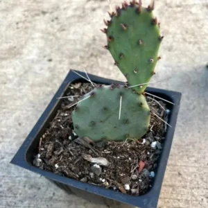 Purple Prickly Pear Cactus Live Plant - 6-8" Tall - 4" Pot - Opuntia sp. - Hardy Ornamental & Edible Cactus for Garden and Containers - Image 8