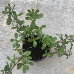 Purslane Live Plant – Edible Succulent – Live Plant – Indoor/Outdoor - Image 3