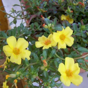 Purslane Live Plant – Edible Succulent – Live Plant – Indoor/Outdoor - Image 1