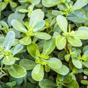 Purslane Live Plant – Edible Succulent – Live Plant – Indoor/Outdoor - Image 4