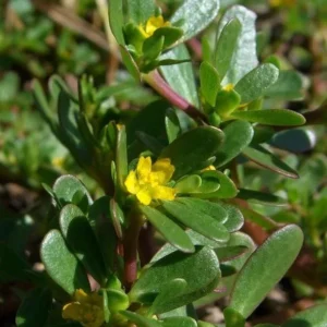 Purslane Live Plant – Edible Succulent – Live Plant – Indoor/Outdoor - Image 5