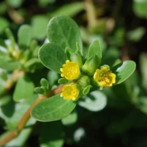 Purslane Live Plant – Edible Succulent – Live Plant – Indoor/Outdoor - Image 6