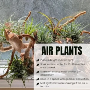 Mixed Ionantha Air Plants Pack - 12 Live Tillandsia Airplants - Easy Care Indoor Outdoor