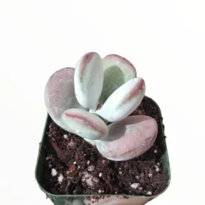 Cotyledon Orbiculata 'Ping Pong' Succulent Plant 2 Inch Pot for Home Garden Decor