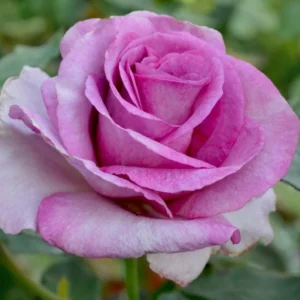 Rose Plant Live – Purple Rose Bush – Live Plant – 4-7