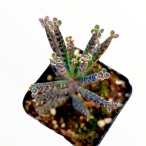 Kalanchoe Tubiflora 'Mother of Millions' Succulent Plant 2 Inch Pot for Garden Decor