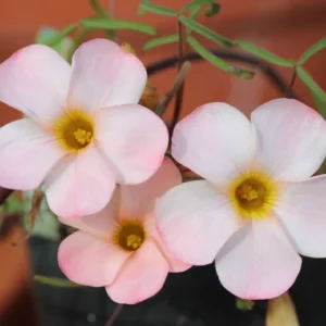 Polar Aurora Oxalis Live Starter Plant for Planting, Oxalis Plant in Home Garden, 4"Pot
