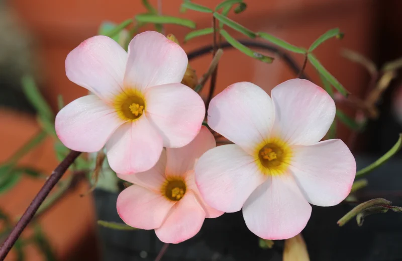 Polar Aurora Oxalis Live Starter Plant for Planting, Oxalis Plant in Home Garden, 4"Pot