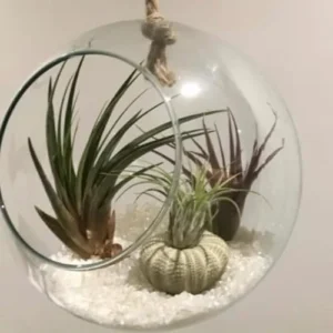 12 Tillandsia Air Plants Live Succulents Assorted Variety Indoor Plants for Decoration Terrariums Office