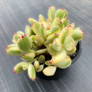 Cotyledon Tomentosa Variegated Bear's Paw Succulent Plant 2 Inch for Garden