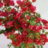Red Bougainvillea Plant – Live Plant – 5-10 inches Tall – 4 Inch Pot – Outdoor - Image 1