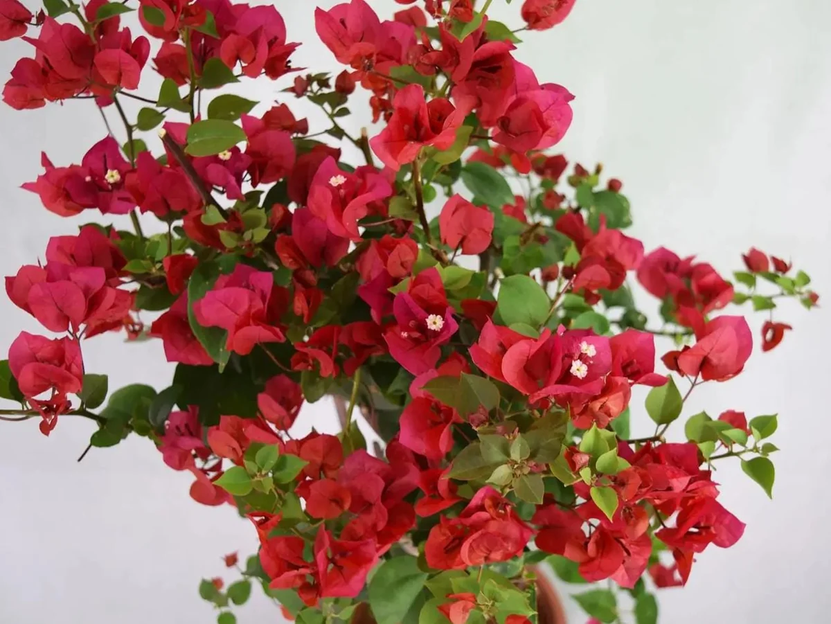Red Bougainvillea Plant – Live Plant – 5-10 inches Tall – 4 Inch Pot – Outdoor - Image 1