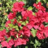 Red Bougainvillea Plant – Live Plant – 5-10 inches Tall – 4 Inch Pot – Outdoor - Image 1