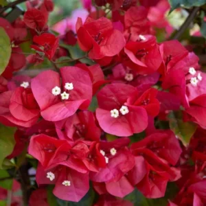 Red Bougainvillea Plant – Live Plant – 5-10 inches Tall – 4 Inch Pot – Outdoor - Image 2