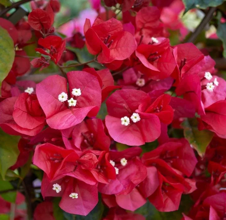 Red Bougainvillea Plant – Live Plant – 5-10 inches Tall – 4 Inch Pot – Outdoor - Image 2