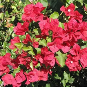 Red Bougainvillea Plant – Live Plant – 5-10 inches Tall – 4 Inch Pot – Outdoor - Image 3