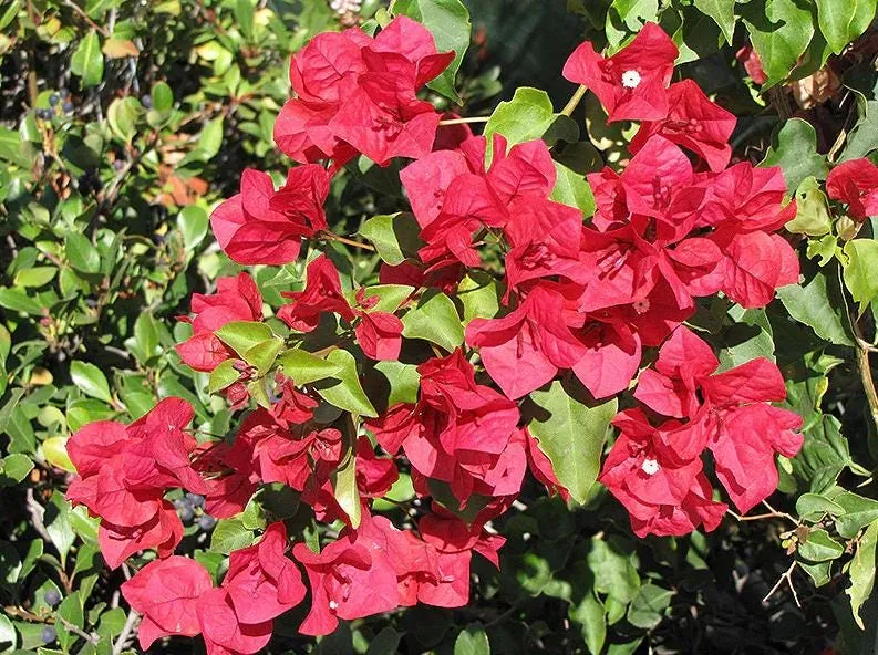 Red Bougainvillea Plant – Live Plant – 5-10 inches Tall – 4 Inch Pot – Outdoor - Image 3