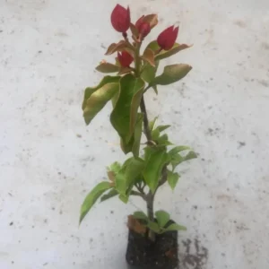 Red Bougainvillea Plant – Live Plant – 5-10 inches Tall – 4 Inch Pot – Outdoor - Image 3