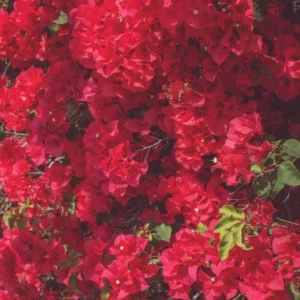 Red Bougainvillea Plant – Live Plant – 5-10 inches Tall – 4 Inch Pot – Outdoor - Image 5