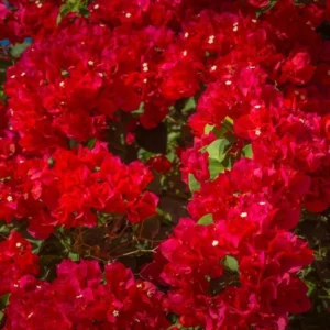 Red Bougainvillea Plant – Live Plant – 5-10 inches Tall – 4 Inch Pot – Outdoor - Image 5