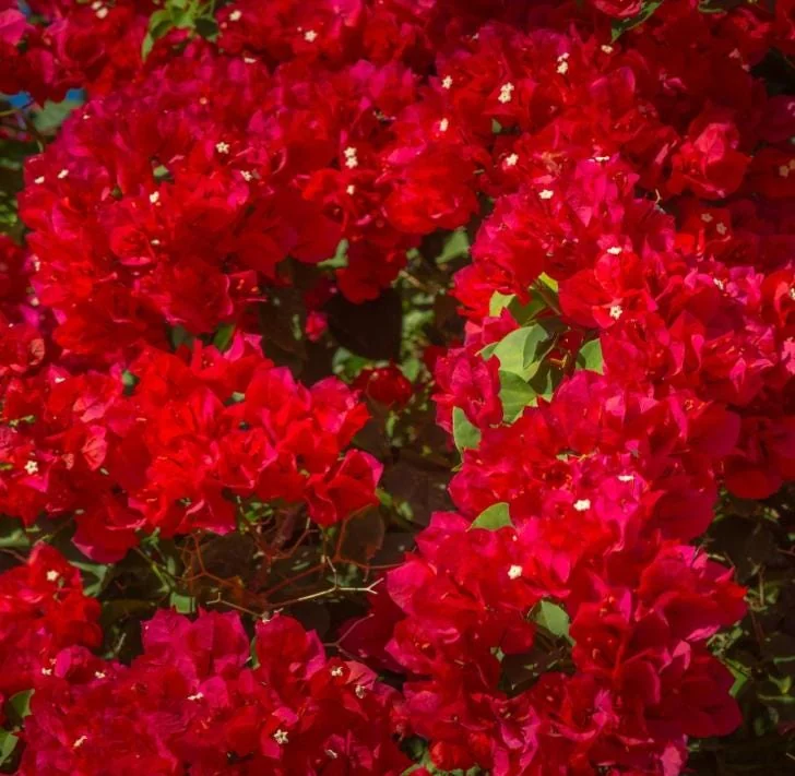 Red Bougainvillea Plant – Live Plant – 5-10 inches Tall – 4 Inch Pot – Outdoor - Image 5